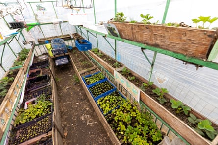 A greenhouse with trays of different vegetables growing.