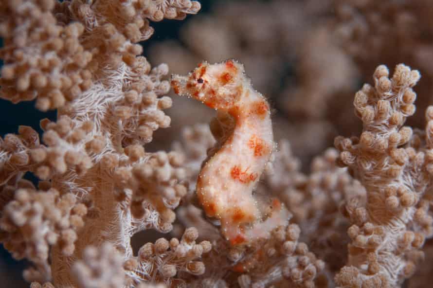 Cavalluccio marino pigmeo corallo molle di Walea, Ippocampo waleananus