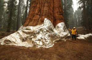 California, US Operations Section Chief, Jon Wallace looks over General Sherman where the historic tree was protected by structure wrap from fires along with the Four Guardsmen at Sequoia National Park. Hundreds of firefighters were battling to protect several groves of giant sequoias warning the enormous ancient trees were at risk from out-of-control blazes