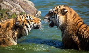 Siberian tigers