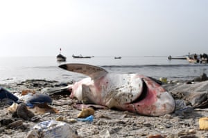 Um tubarão morto cercado por lixo na praia de Hann em Dakar.