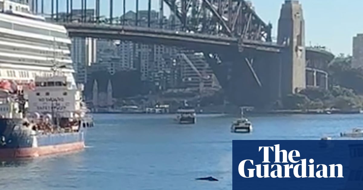 Inquisitive, relaxed' humpback whale swimming in Sydney Harbour delays ferries and boats