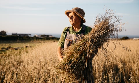 Gerald Miles, wearing a short-brimmed hat and overalls, looks into the distance while standing in a field and holding a sheaf of freshly cut black oats