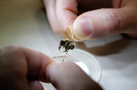 A researcher holds a bumblebee under a microscope in Hallowell, Maine.