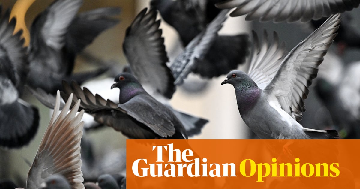 Lasers, hawks and even guns haven’t solved the UK’s pigeon problem. There is a better way | Sydney Lobe