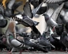 EnviroWireDaily — Lasers, hawks and even guns haven’t solved the UK’s pigeon problem. There is a better way | Sydney Lobe