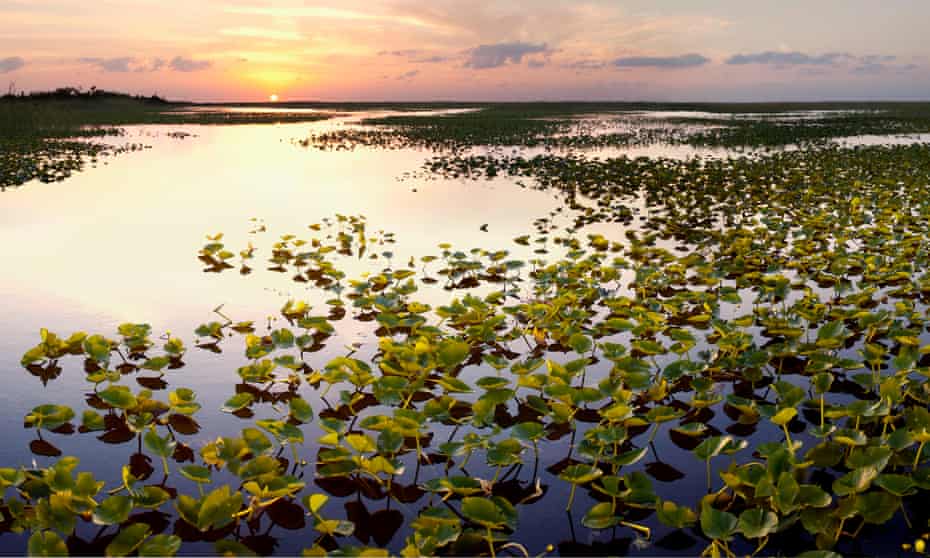 The Everglades wilderness has already been reduced by half by the construction of dams and canals and to accommodate a booming population.