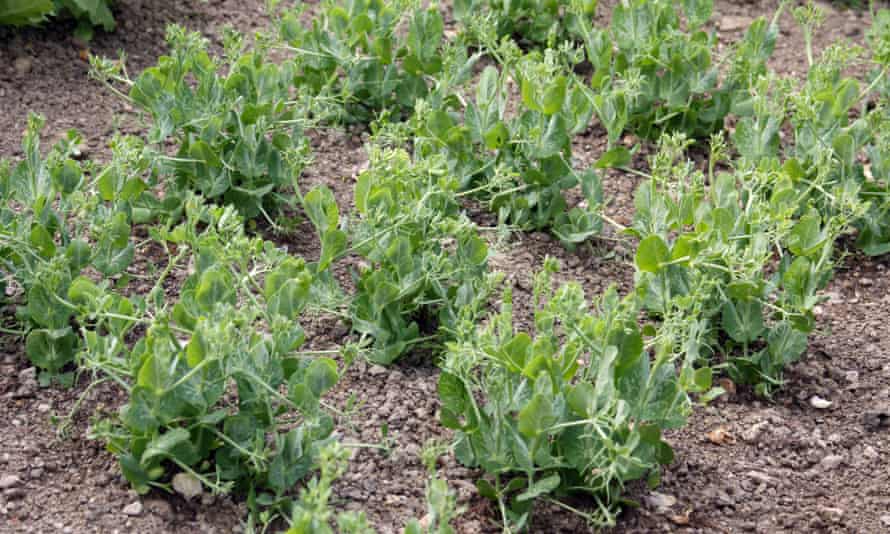 Parsley pea