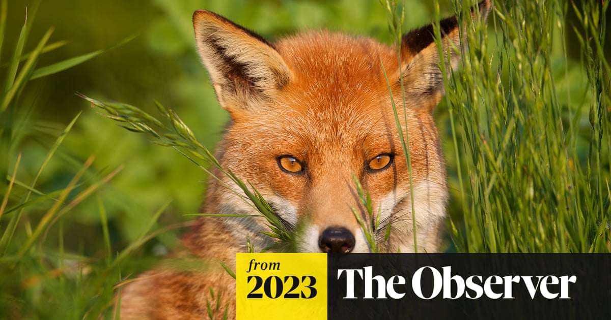 www.theguardian.com