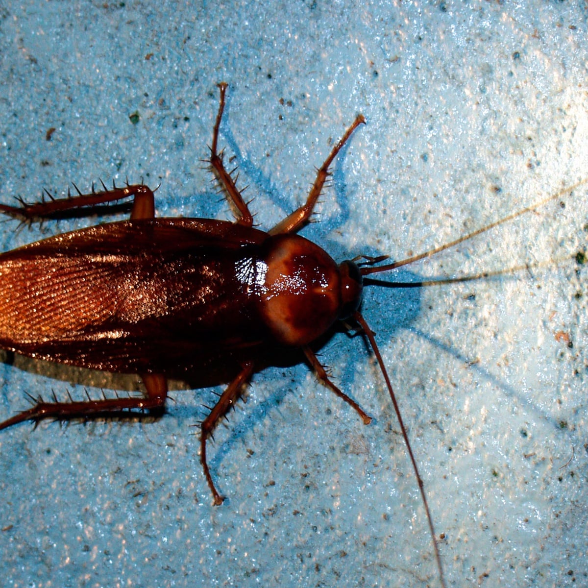 Cockroaches grind jaws five times stronger than humans, says ...