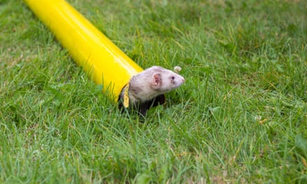 A ferret emerging from a tube