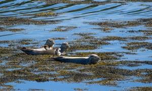 Seals