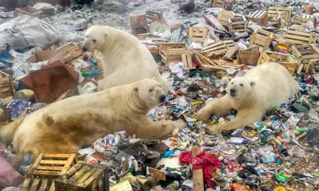 Polar bears foraging in a rubbish dump near the village of Belushya Guba, Novaya Zemlya