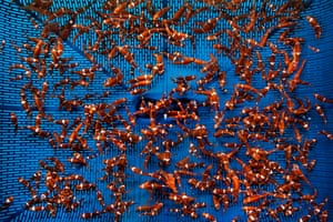 Scores of copper-orange and white-striped fish swim above a blue surface