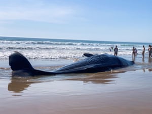 Almada, PortugalA whale measuring about 10 metres is washed up on the shore of the beach in Fonte da Telha.