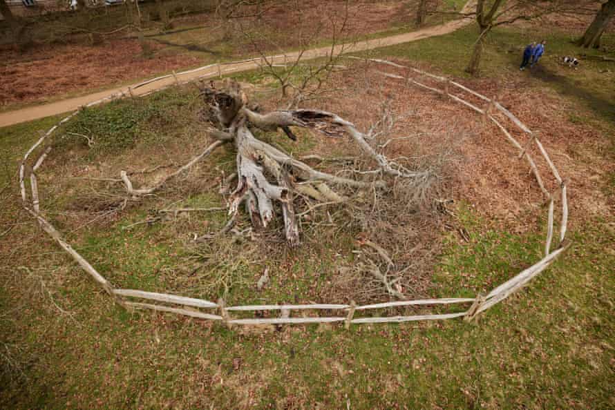 A fallen beech tree in Richmond Park, being left to rot