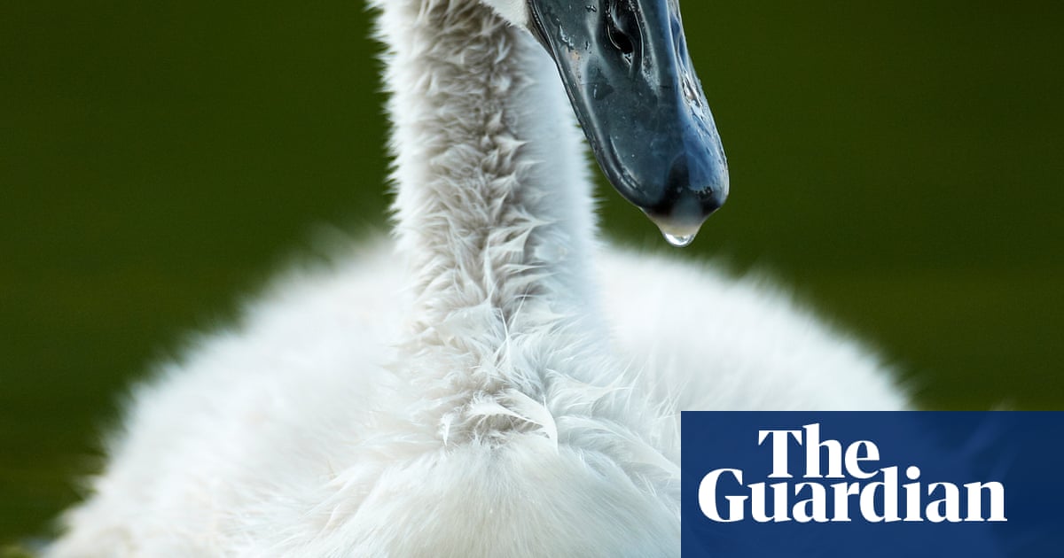 10 years of the British Wildlife Photography awards – in pictures