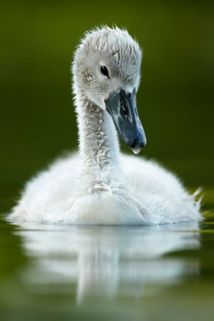 Animal portraits (2011): Mute Swan Cygnet in Canal by Mark Sisson, Shropshire