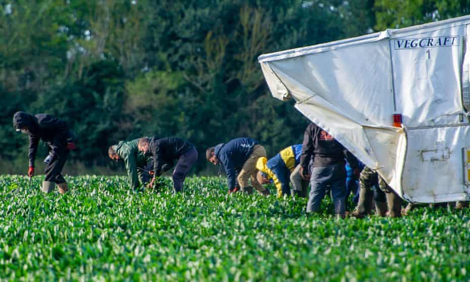 Chronic Food Industry Worker Shortfall Could Force Prices Even Higher Mps Say Food Drink Industry The Guardian Chronic Food Industry Worker Shortfall Could Force Prices Even Higher Mps Say Food Drink Industry The Guardian