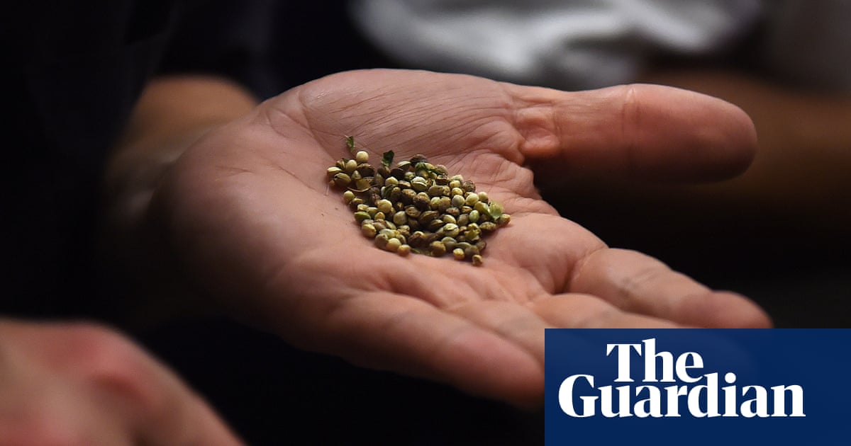 New US seed ban risks driving cannabis genetics underground, growers warn