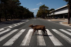 A deer walks across a pedestrian crossing in Nara, Japan, on 19 March. Despite the town’s tourism decline, these wild animals are doing just fine without treats from visitors, according to a deer protection group.