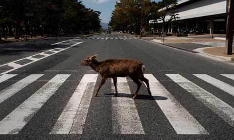 A deer walks across a pedestrian crossing in Nara, Japan, where they are free to roam and regarded as a national treasure.