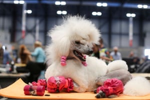 Madrid, Spain. A standard poodle rests on a grooming table at the 2022 World Dog Show, where more than 15,000 dogs from around the world are due to compete
