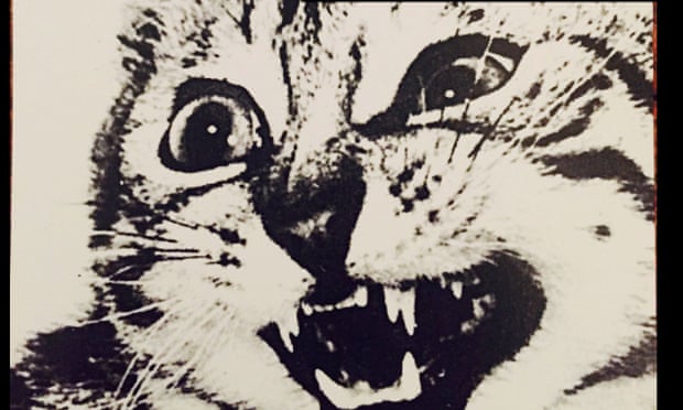 Detail of a widely shared image featuring the slogan ‘Pussy Grabs Back’ over a snarling cat. Composite by Jessica Bennett, original image by Stella Marrs. 