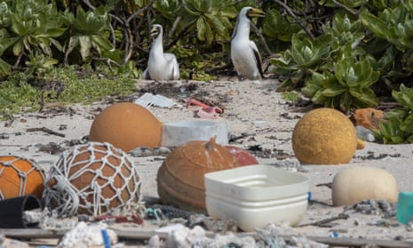 Masked boobies nest near rubbish on Henderson Island, where tonnes of rubbish has accumulated. 