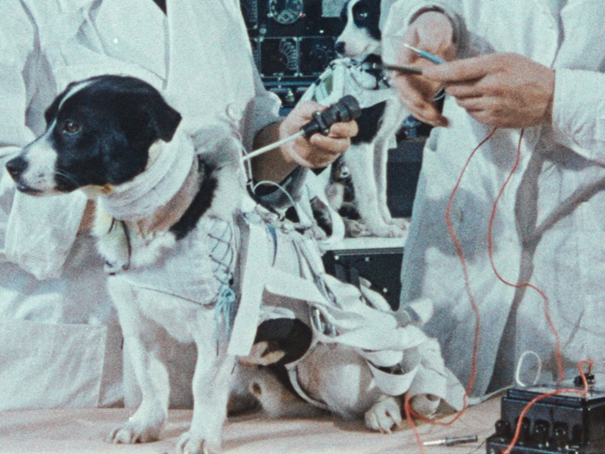 Space Dogs review – cosmic canine mission lacks gravity | Documentary films  | The Guardian