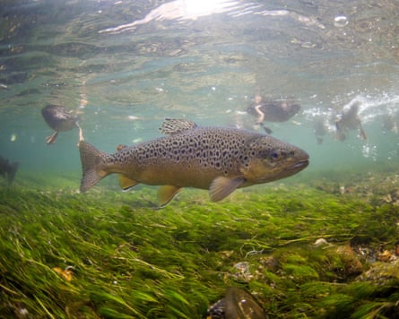 A brown trout swims in a river in southern England as duck glide across the surface