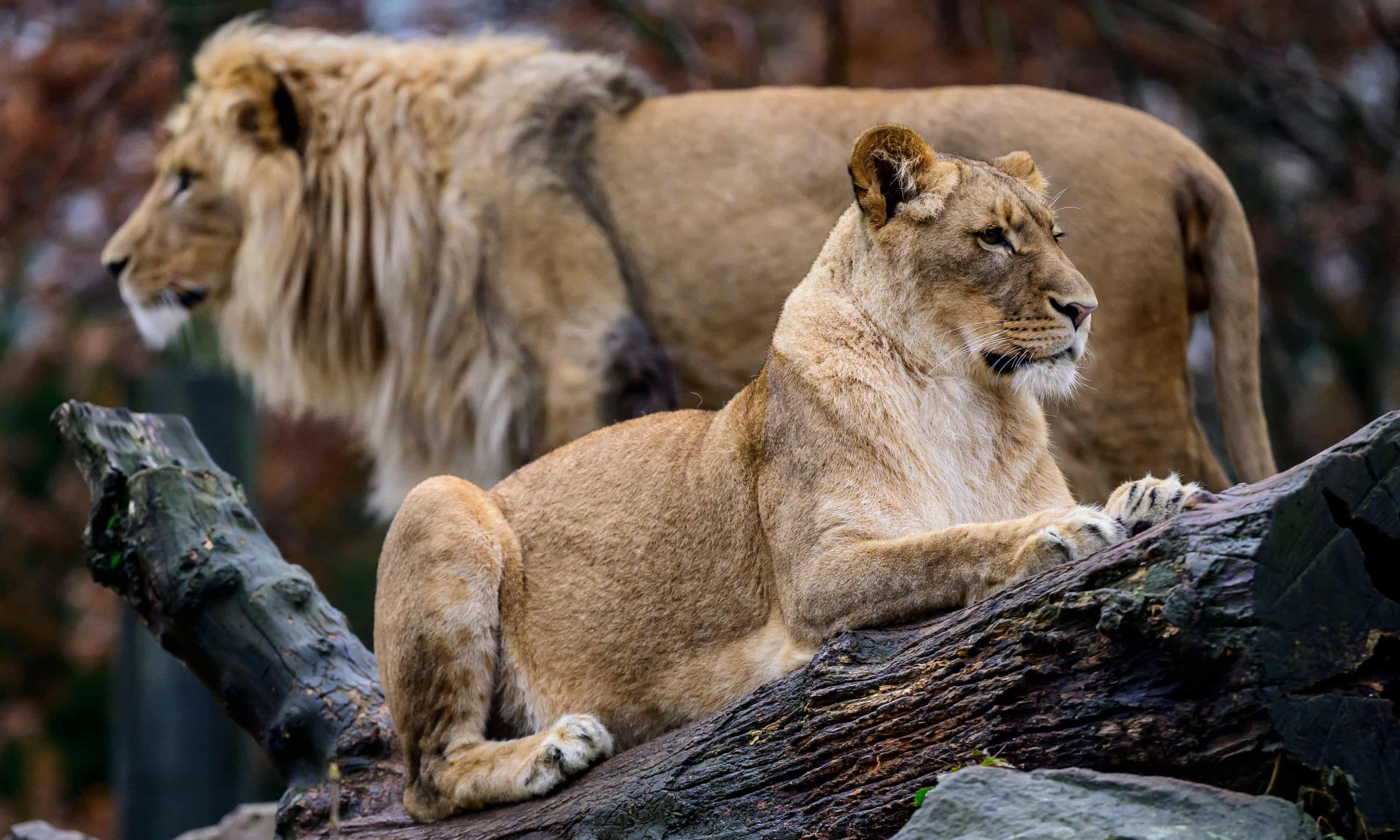 Bird flu sweeps through zoos with ‘grave implications’ for endangered animals (theguardian.com)