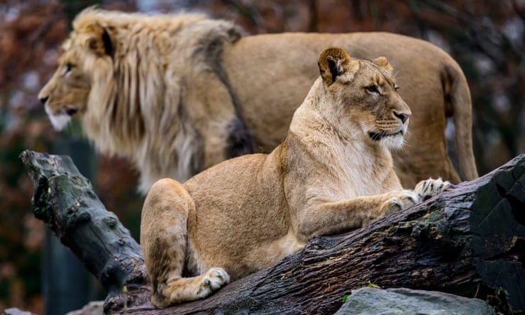 Bird flu sweeps through zoos with ‘grave implications’ for endangered animals Bird flu sweeps through zoos with ‘grave implications’ for endangered animals