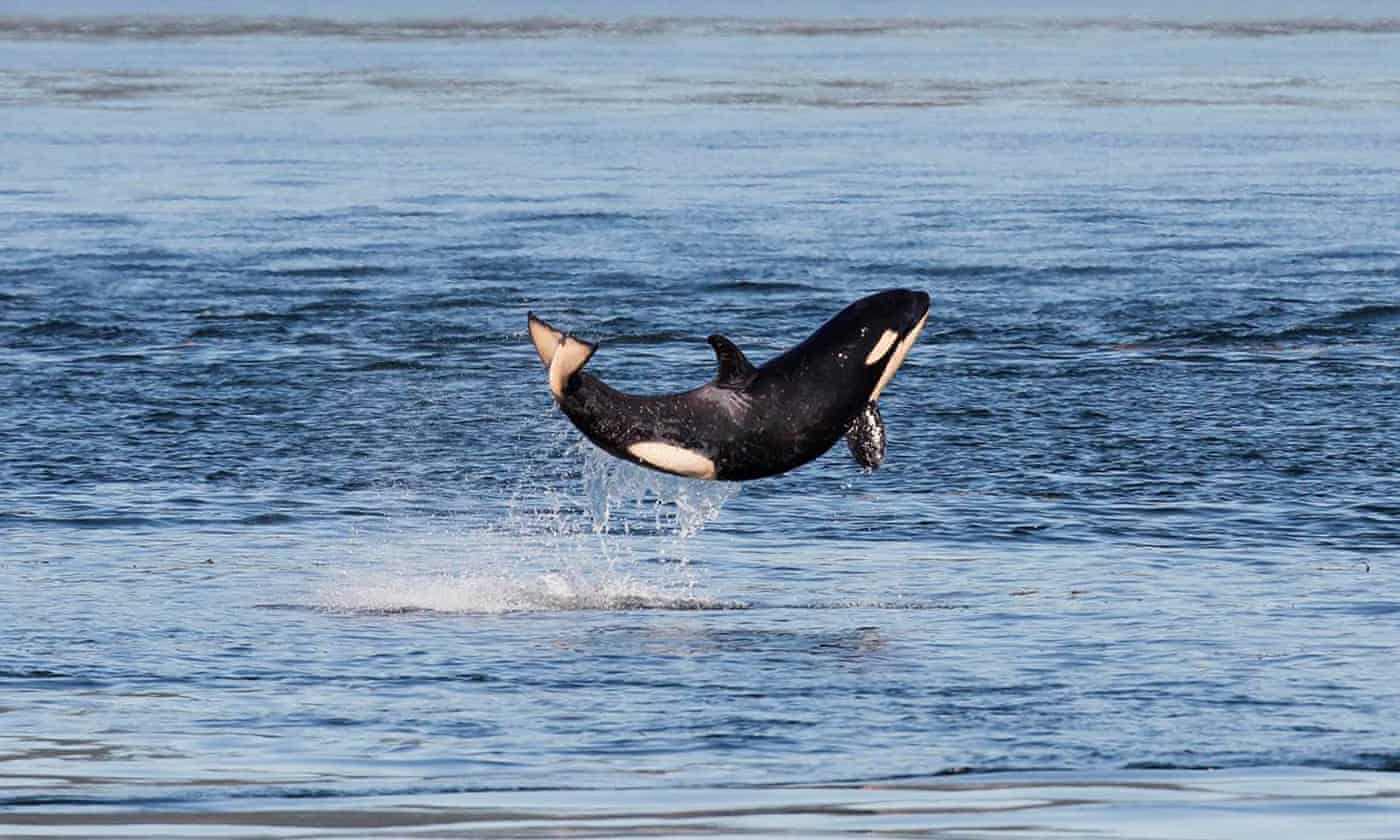Number of endangered Puget Sound orcas increase slightly in latest count