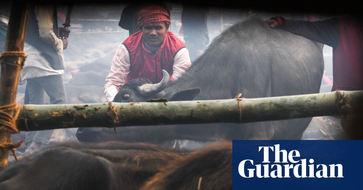 Картинки по запросу World's 'largest animal sacrifice' starts in Nepal