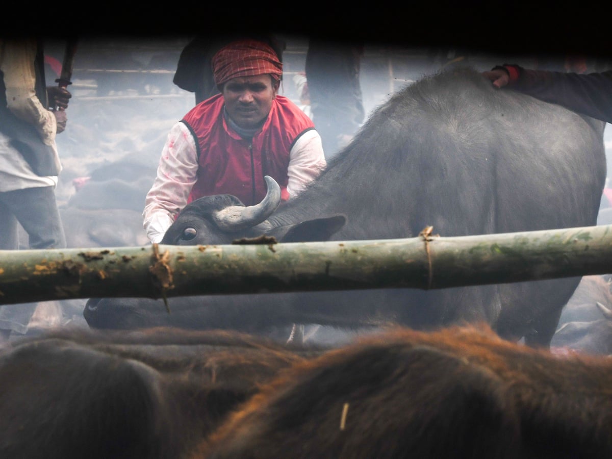 World's 'largest animal sacrifice' starts in Nepal after ban ignored |  Nepal | The Guardian