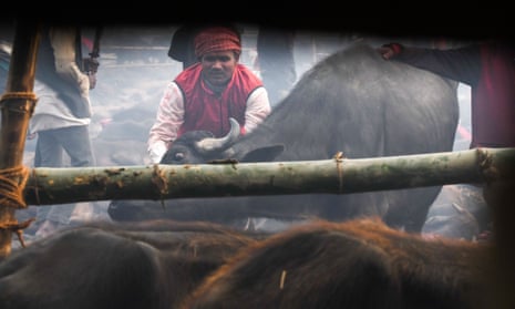 A Hindu devotee prepares to slaughter a buffalo.