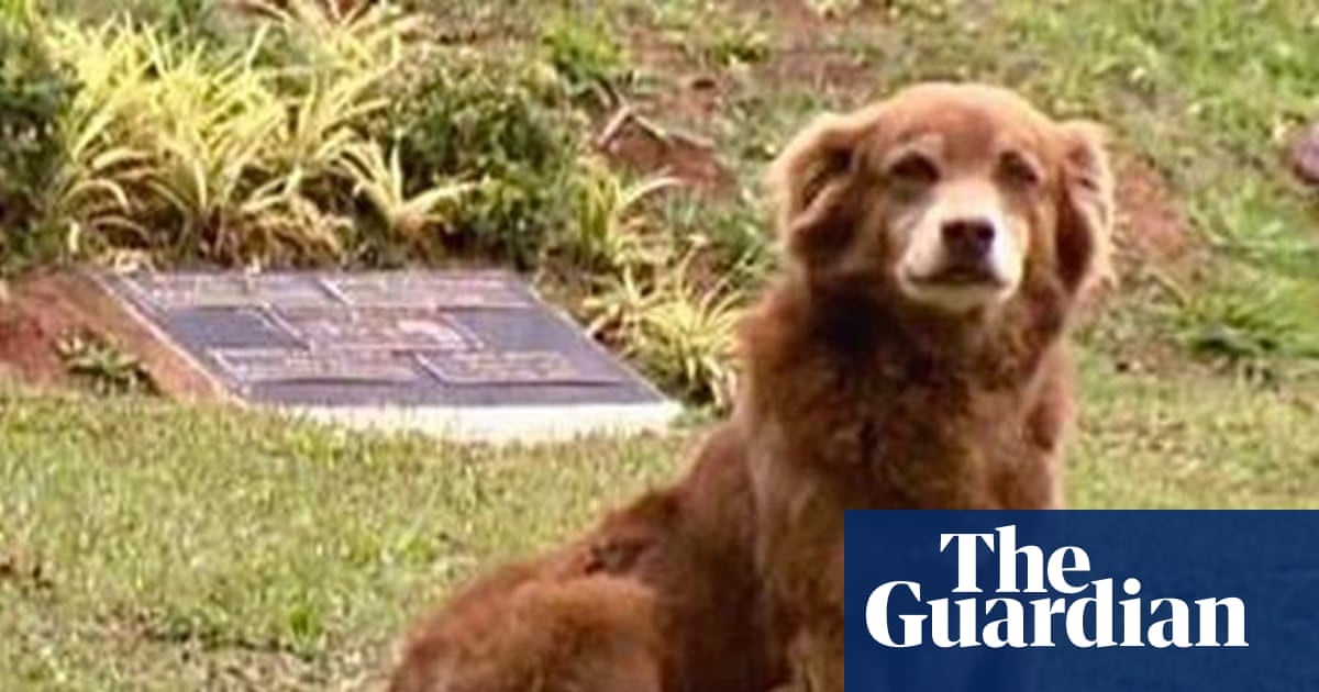 São Paulo names new law after dog that stayed by owner’s grave for 10 years