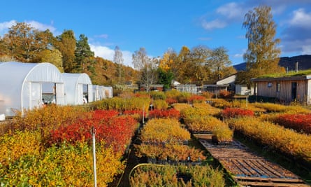 Dundreggan tree nursery.