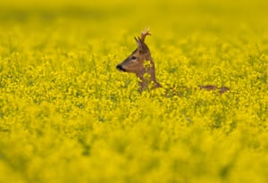 Um corço coloca a cabeça acima das plantações em um campo de colza em Oderbruch, no leste de Brandemburgo, no início da manhã, Alemanha