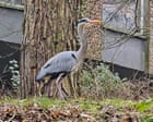 Country diary: The messy chaos of nesting herons | Mary Montague