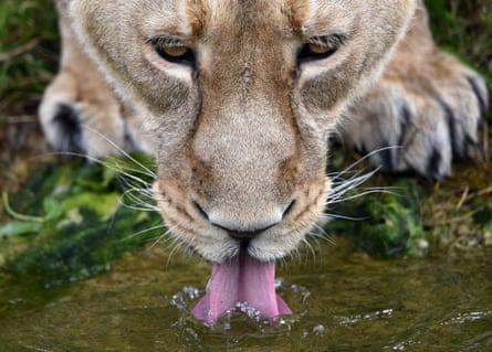 A lioness take a drink at London zoo