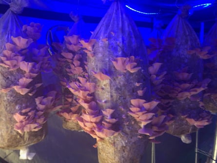 Pink oysters mushrooms growing.