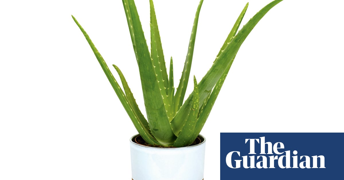 Houseplant clinic: why has my aloe vera gone floppy?
