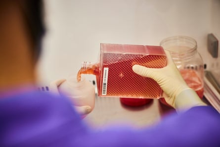 Pouring RPMI liquid, a growth medium that is used to nurture the human cells.