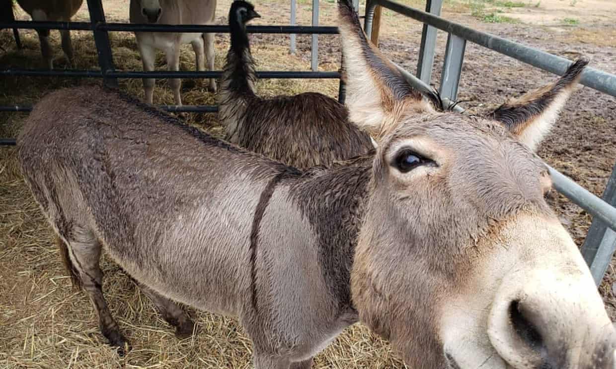 Donkey and emu that ‘fell in love’ adopted by Walking Dead actor (theguardian.com)
