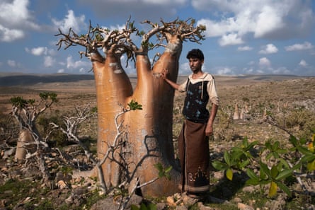 Adenium obesum socotranum, known as the bottle tree, is one of the many endemic trees on the island of Socotra