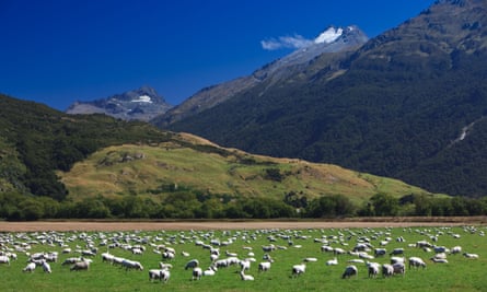 Sheep in South Island, New Zealand