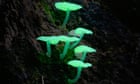 Fungi: Web of Life review - Björk and Merlin Sheldrake guide trippy mushroom doc