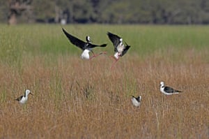Palafitas de asas negras briguentas lutam para alimentar o território